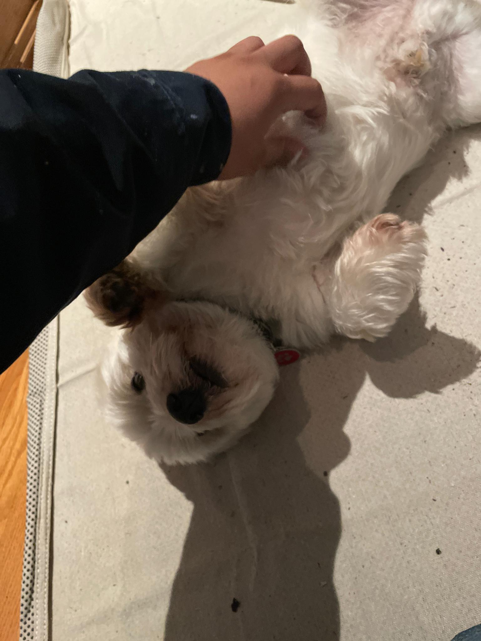 Friendly pup at the jobsite