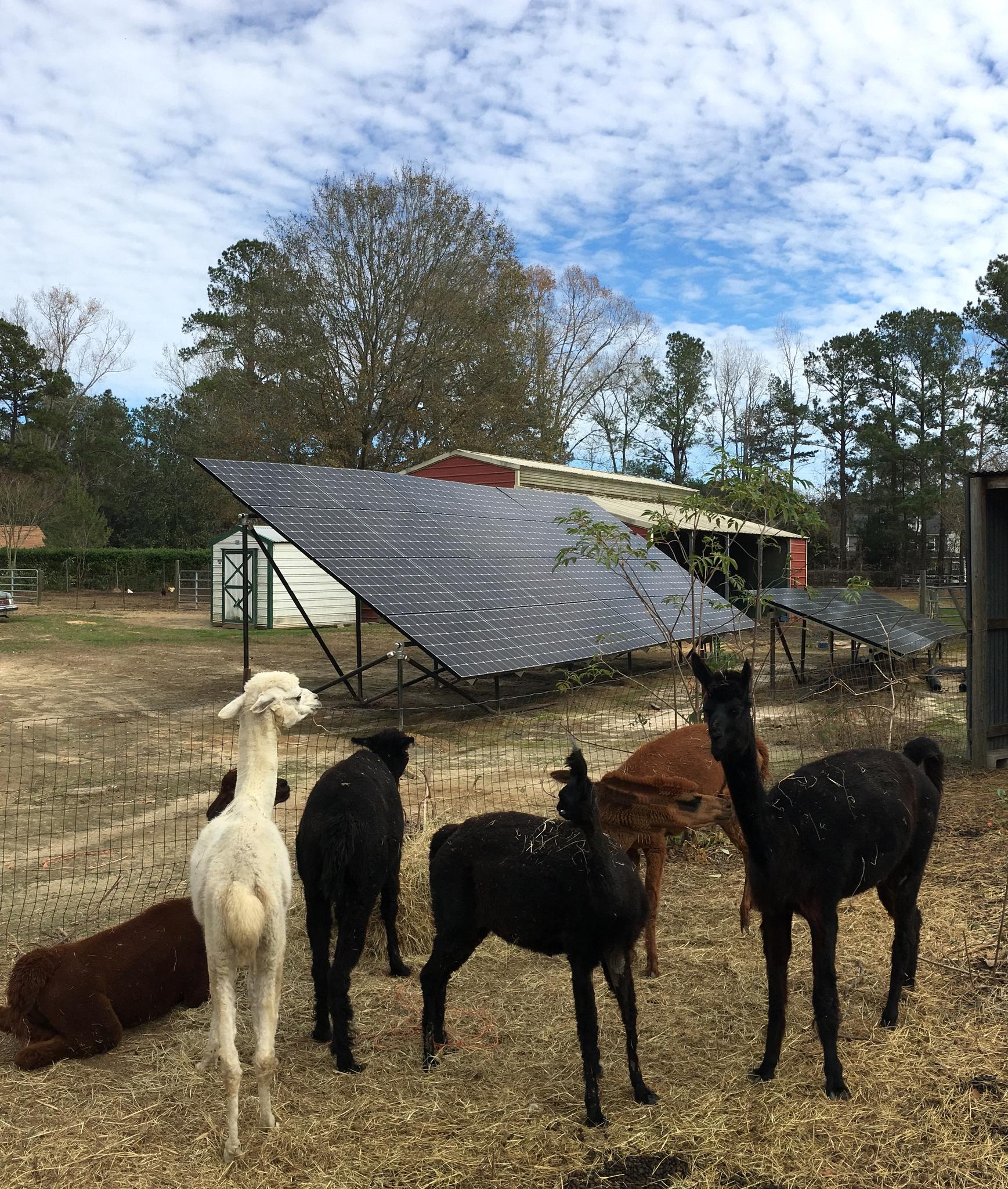 Large Array at an Alpaca farm in Summerville, SC